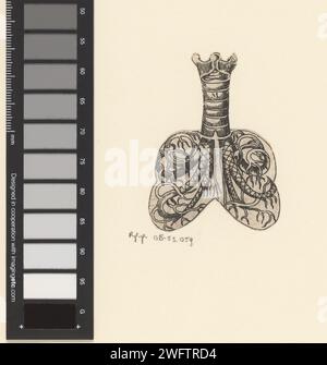 Querschnitt von Luftröhre und Lungen, Lucas Kilian, 1589 - 1637 Druck Druck die äußeren Kanten der Show sind abgeschnitten. Papierätzung Lunge, Bronchien Stockfoto