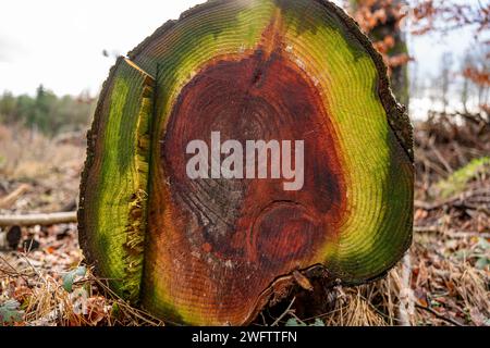 Umgestürzter Baum auf dem Boden des Waldes. Anzeichen von Zerfall werden durch verschiedene Farben signalisiert. Stockfoto