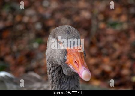 Graugänse im Black Park in Wexham, Buckinghamshire. Die RSPB sagt, dass „der Greylag, der Vorfahren der meisten einheimischen Gänse, die größte und sperrigste der Wildgans ist, die in Großbritannien und Europa beheimatet sind. In vielen Teilen des Vereinigten Königreichs wurde es durch die Freisetzung von Vögeln in geeigneten Gebieten wiederhergestellt. Stockfoto