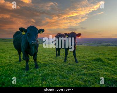 Cows-Bos Taurus durchstreifen die Landschaft der South Downs bei Sonnenuntergang am Devil's Dyke in der Nähe von Brighton in West Sussex, England. UK Stockfoto