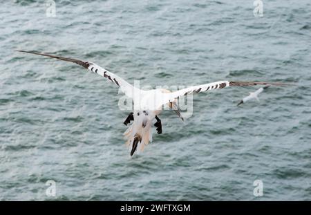 Nördlicher Tölpel (Morus bassanus) (Synonym: Sula bassana), noch nicht gefärbte Jungfliegen mit ausgebreiteten Flügeln über dem Meer, Blick von hinten, Norden Stockfoto