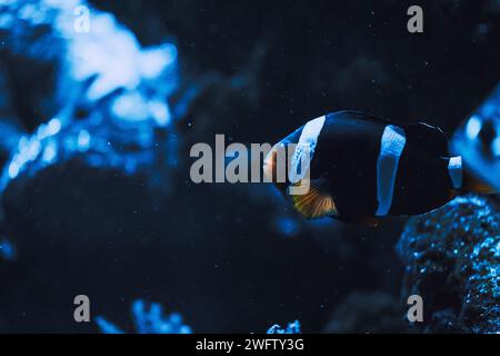 Schwarz-weiße Clownfische percula Clownfische, Clownfische, Anemonfische. Amphiprion percula ist ein beliebter Aquarienfisch. Stockfoto