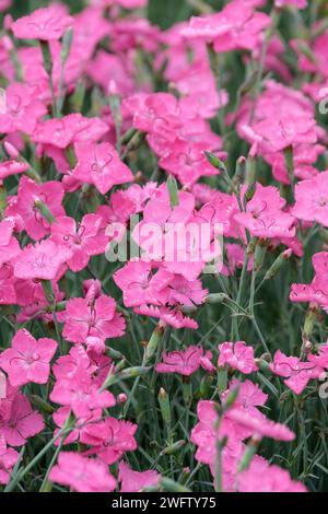 Dianthus Freda Woodliffe, rosa Freda Woodliffe, tiefrosa Blüten im Spätherbst/Frühsommer Stockfoto