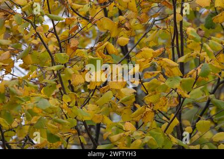 Gemeiner Haselnussbaum (Corylus avellana) mit gelben Blättern im Herbst, Suffolk, England, Vereinigtes Königreich Stockfoto