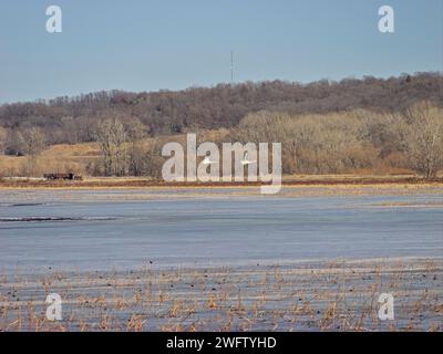 Snow Goose zieht durch das Loess Bluffs National Wildlife Refuge im Holt County Missouri Stockfoto