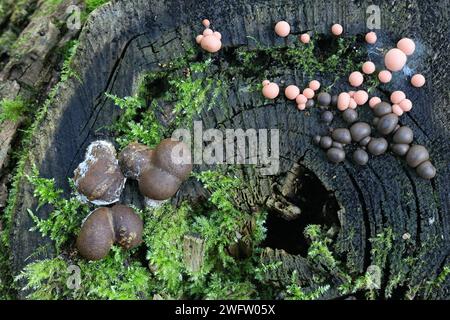 Lycogala Epidendrum, allgemein bekannt als Wolfsmilch, und größere Lycogala flavofuscum, Schleimformen aus Finnland Stockfoto