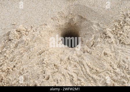 Sandkrabbengraben im Sand am Meer Stockfoto