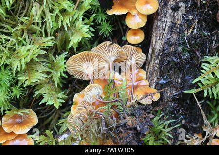 Xeromphalina campanella, bekannt als der Kiefernschwanz, Goldtrompete oder die Glocke omphalina, wilder Pilz aus Finnland Stockfoto