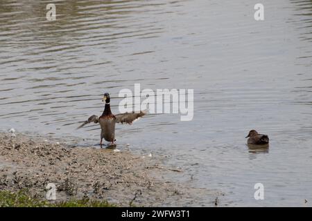 Stockenten Stockfoto