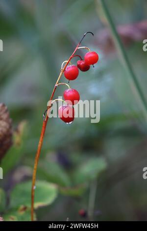 Rote giftige Beeren von Lilie of the Valley, Convallaria majalis, wilde Beerenpflanze aus Finnland Stockfoto