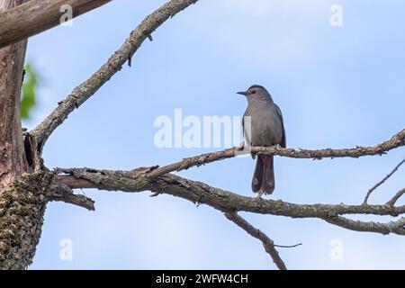 Ein Katzenvogel auf einem Ast mit blauem Himmel im Hintergrund Stockfoto