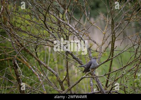 Cockoo Stockfoto