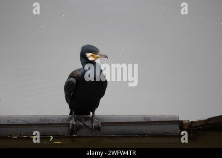 Kormoran Stockfoto