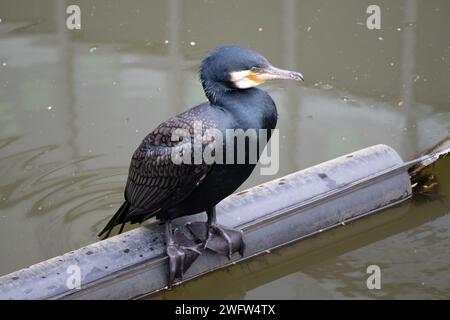 Kormoran Stockfoto