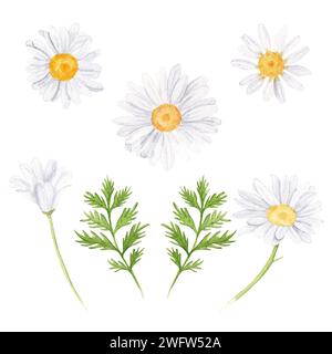 Botanische Illustration mit Kamillenblüten und Blättern. Stockfoto