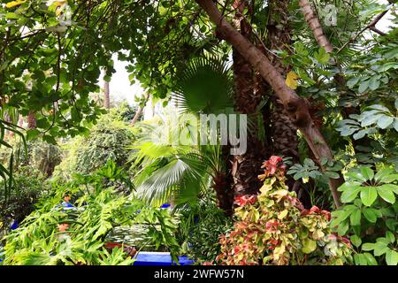 Der Majorelle Garten ist ein 1 Hektar großer botanischer Garten und ein Landschaftsgarten von Künstlern in Marrakesch, Marokko. Stockfoto