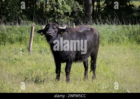 Hauswasserbüffel Stockfoto