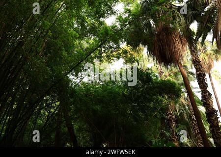 Der Majorelle Garten ist ein 1 Hektar großer botanischer Garten und ein Landschaftsgarten von Künstlern in Marrakesch, Marokko. Stockfoto
