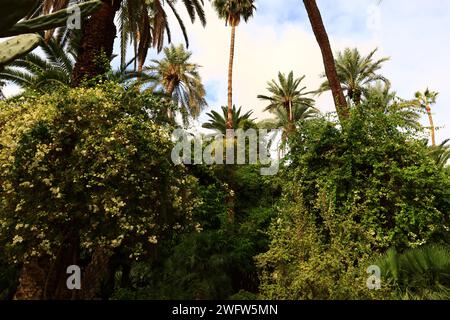 Der Majorelle Garten ist ein 1 Hektar großer botanischer Garten und ein Landschaftsgarten von Künstlern in Marrakesch, Marokko. Stockfoto