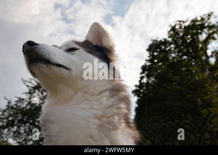 Husky Stockfoto