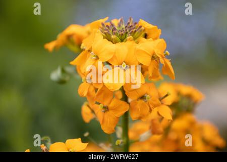 Mauerblümchen Stockfoto