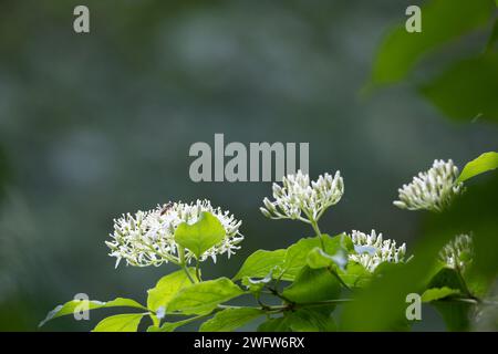 Hartriegel Stockfoto