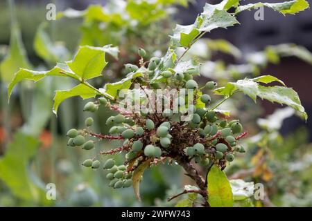 Holly-Laub-Berberry Stockfoto