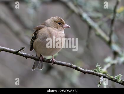 Common Chaffinch (Fringilla coelebs) weiblich Stockfoto