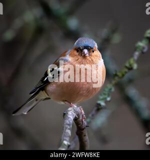 Gewöhnlicher Buchfink (Fringilla coelebs) männlich Stockfoto