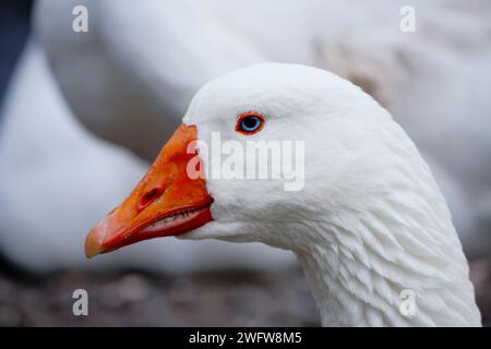 Nahaufnahme einer weißen Gans mit einem hellorangen Schnabel und blauen Augen vor einem verschwommenen Hintergrund Stockfoto