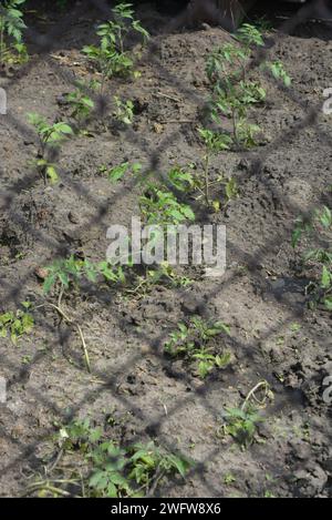 Ein privates Grundstück, ein kleiner Gemüsegarten, auf dem Tomatensämlinge gepflanzt werden. Das Grundstück, das Land mit Tomaten, ist mit einem rostigen Metallzaun eingezäunt. Stockfoto