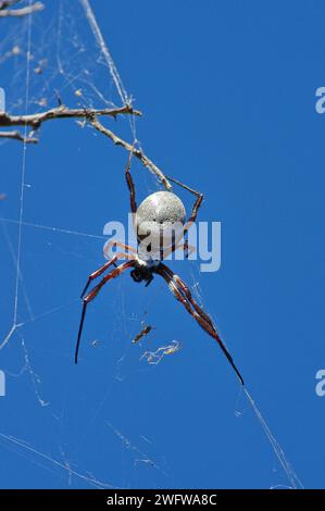 Weibliche goldene Orgelspinne (Nephila edulis) in Victoria, Australien, von Aborigines als Delikatesse angesehen. Stockfoto