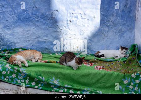 Katzen liegen auf einer Decke in Chefchaouen, Marokko Stockfoto