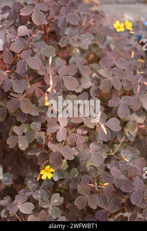 Schöne und ungewöhnliche lila Straßenblumen mit gelben kleinen Blumen. Wunderschöner burgunderroter Laub- und Blumenhintergrund, der im Stadtpark wächst. Stockfoto