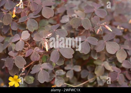 Schöne und ungewöhnliche lila Straßenblumen mit gelben kleinen Blumen. Wunderschöner burgunderroter Laub- und Blumenhintergrund, der im Stadtpark wächst. Stockfoto