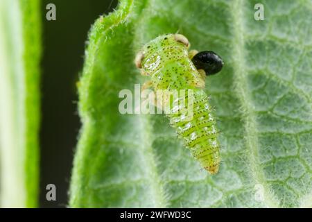 Zangenwespen-Tylaciumsack auf einem Planthopper (Dryinidae) Stockfoto