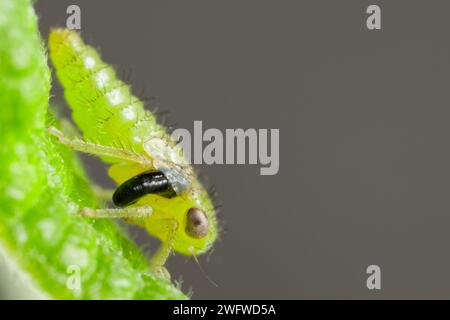 Zangenwespen-Tylaciumsack auf einem Planthopper (Dryinidae) Stockfoto