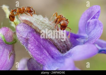 Feuerameisen schützen eine grün-blaue raupe Stockfoto