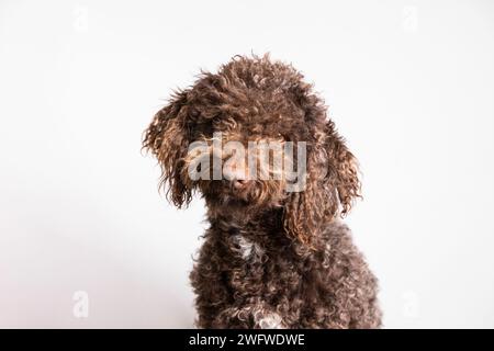 Ein flauschiger Hund sitzt und hat Augenkontakt mit der Kamera Stockfoto