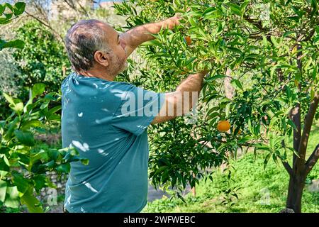 Gärtner reifer Mann sammelt reife Zitrusfrüchte während der Ernte in Zitrusplantagen und schneidet sie von einem Zweig. Stockfoto