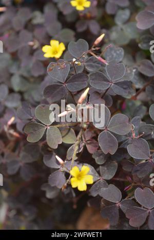 Schöne und ungewöhnliche lila Straßenblumen mit gelben kleinen Blumen. Wunderschöner burgunderroter Laub- und Blumenhintergrund, der im Stadtpark wächst. Stockfoto