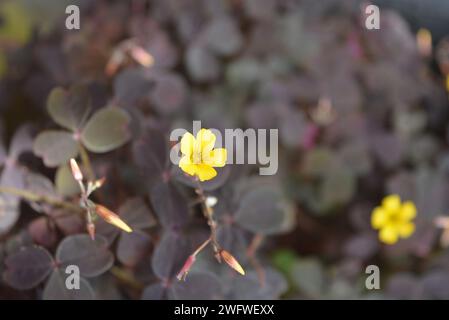 Schöne und ungewöhnliche lila Straßenblumen mit gelben kleinen Blumen. Wunderschöner burgunderroter Laub- und Blumenhintergrund, der im Stadtpark wächst. Stockfoto