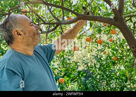 Gärtner reifer Mann sammelt reife Zitrusfrüchte während der Ernte in Zitrusplantagen und schneidet sie von einem Zweig. Stockfoto