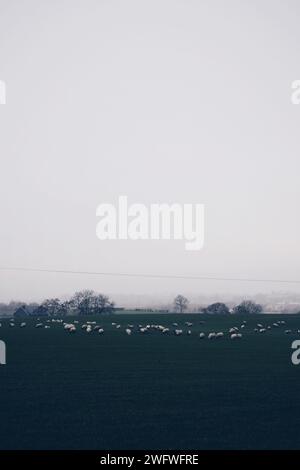 Schafherde auf einem Feld in Nordirland am 19. November 2018 Stockfoto