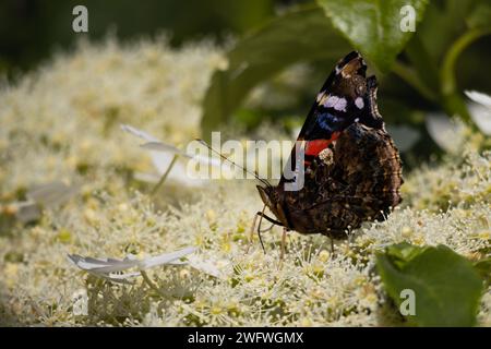 Schmetterling Atalanta in der Sonne auf der Suche nach etwas Essen zwischen den Blumen. Ein wunderschöner Red Admiral Butterfly sucht nach etwas Essen an den Blumen Stockfoto