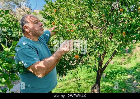 Gärtner reifer Mann sammelt reife Zitrusfrüchte während der Ernte in Zitrusplantagen und schneidet sie von einem Zweig. Stockfoto