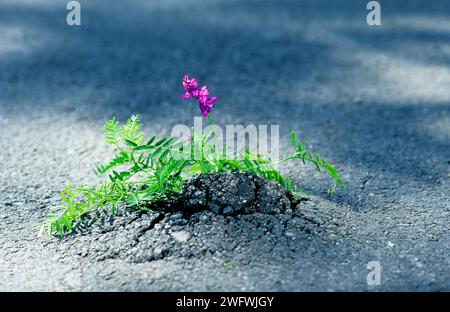 Die getuftete Wicke, Kuh- oder Vogelwicke (Vicia cracca) wächst in einem Riss im Asphalt, scheint durch den Asphalt zu brechen Stockfoto