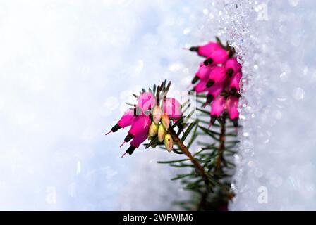 Winterheidekraut oder Alpenheidekraut (Erica carnea), Blumen im Schnee Stockfoto