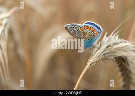Blauer Schmetterling oder blauer Europäischer Schmetterling (Polyommatus icarus) Stockfoto