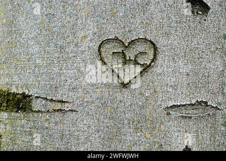 Ein in Baumrinde eingraviertes Herz mit den Initialen J und C Stockfoto